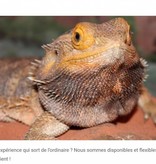 Magazoo Entertainment before taxes