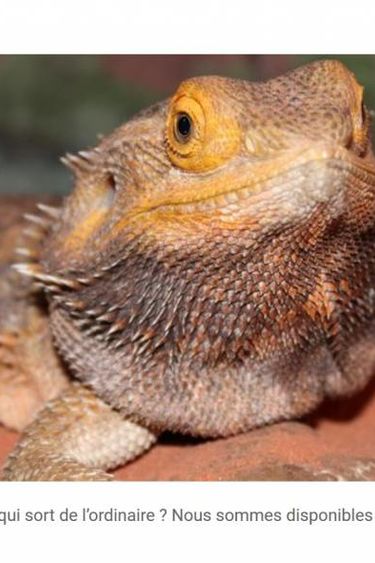 Magazoo Entertainment before taxes