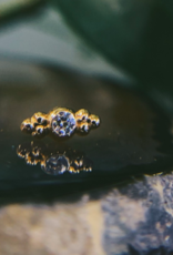 6-Bead Accent Bezel with CZ by Body Gems