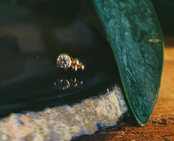 3-Bead Bezel with CZ by Body Gems
