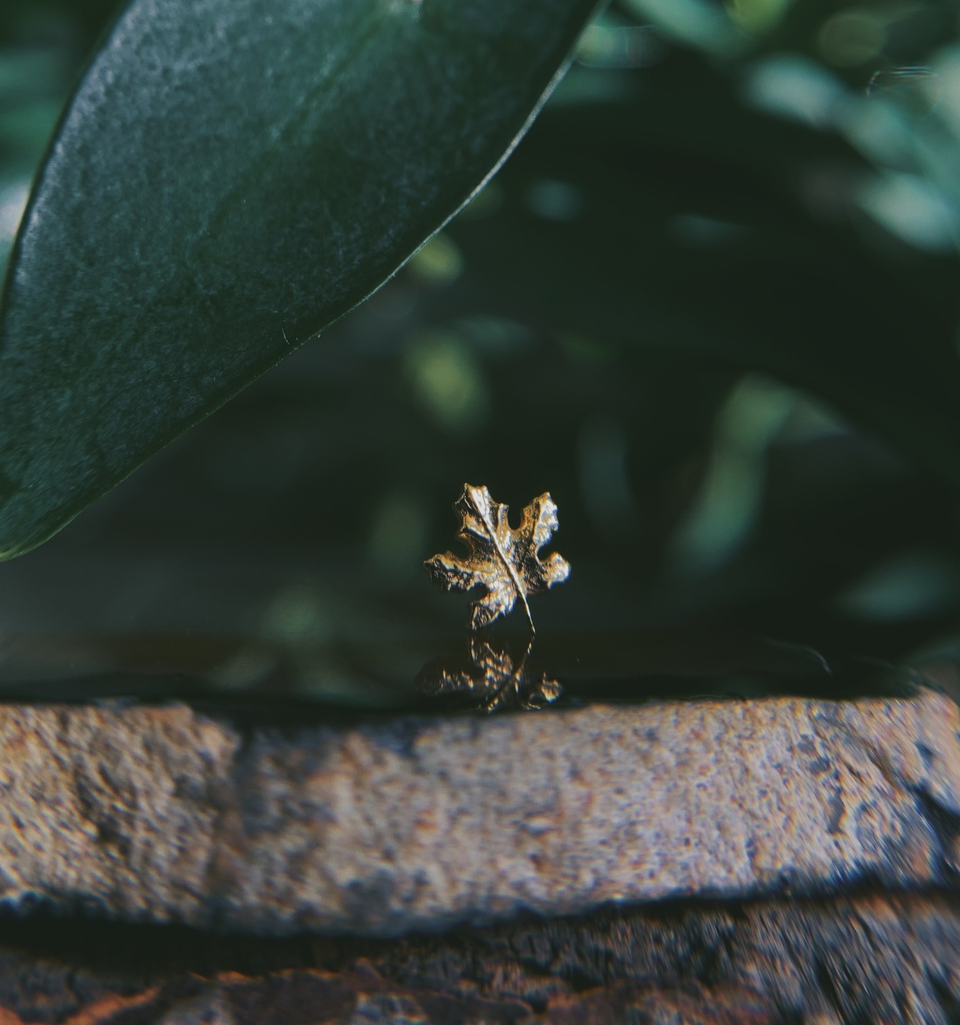 Maple Leaf by Anatometal
