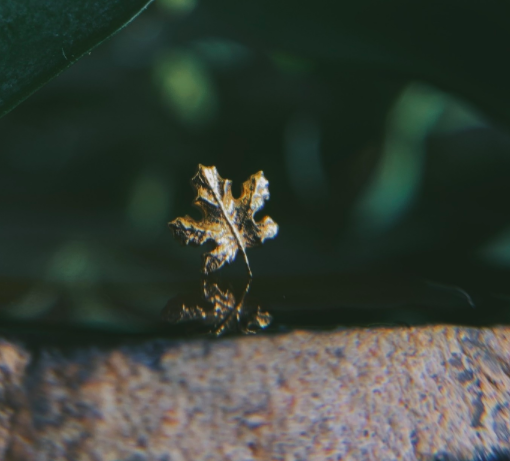 Maple Leaf by Anatometal