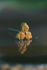 Tri-Prong Cluster with Amber Yellow CZ by Anatometal
