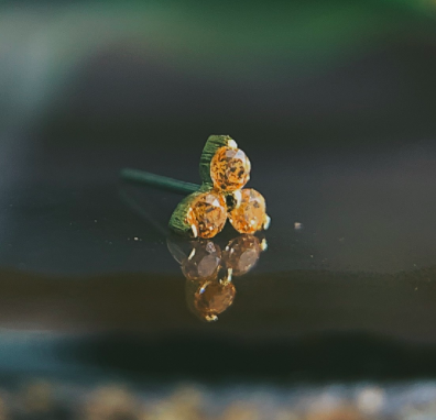Tri-Prong Cluster with Amber Yellow CZ by Anatometal