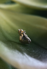 Anatomical Heart threadless end by Body Gems