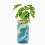 Modern Sprout Herb Garden Jar Basil