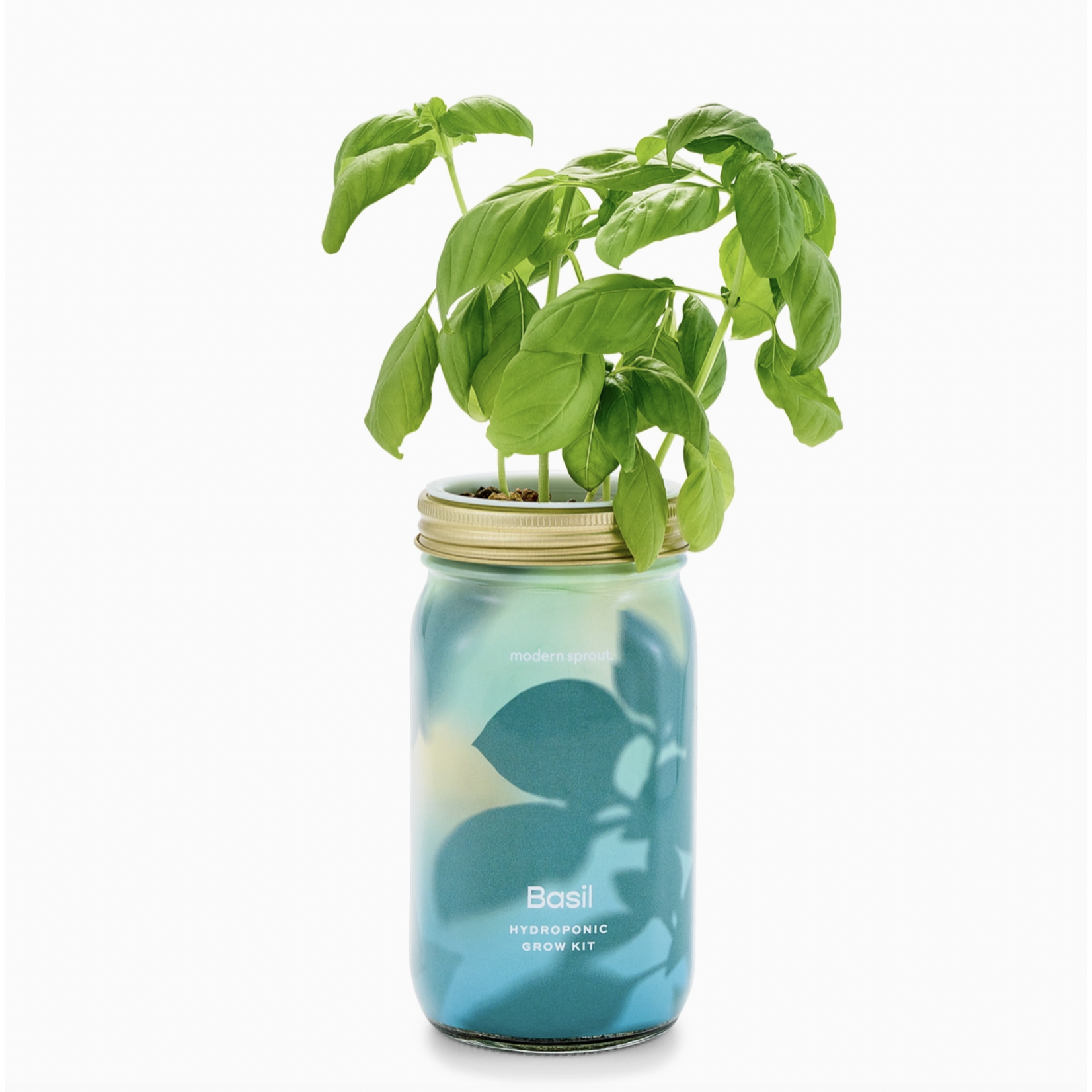 Modern Sprout Herb Garden Jar Basil