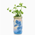 Modern Sprout Herb Garden Jar Mint