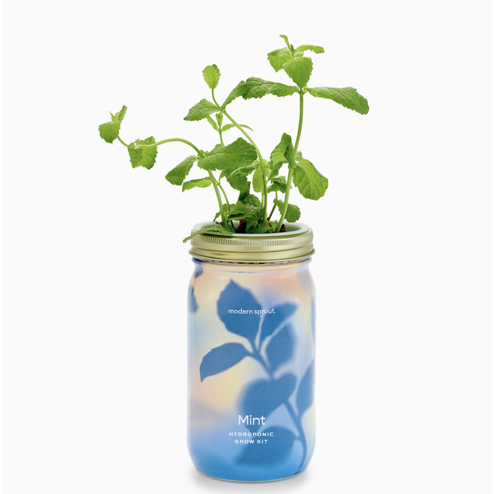 Modern Sprout Herb Garden Jar Mint
