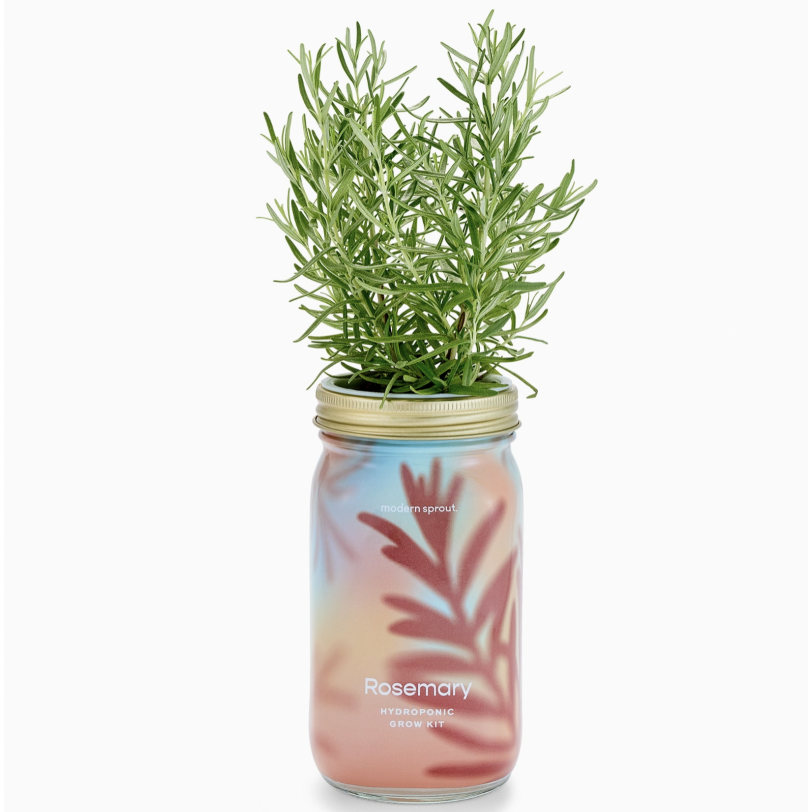 Modern Sprout Herb Garden Jar Rosemary