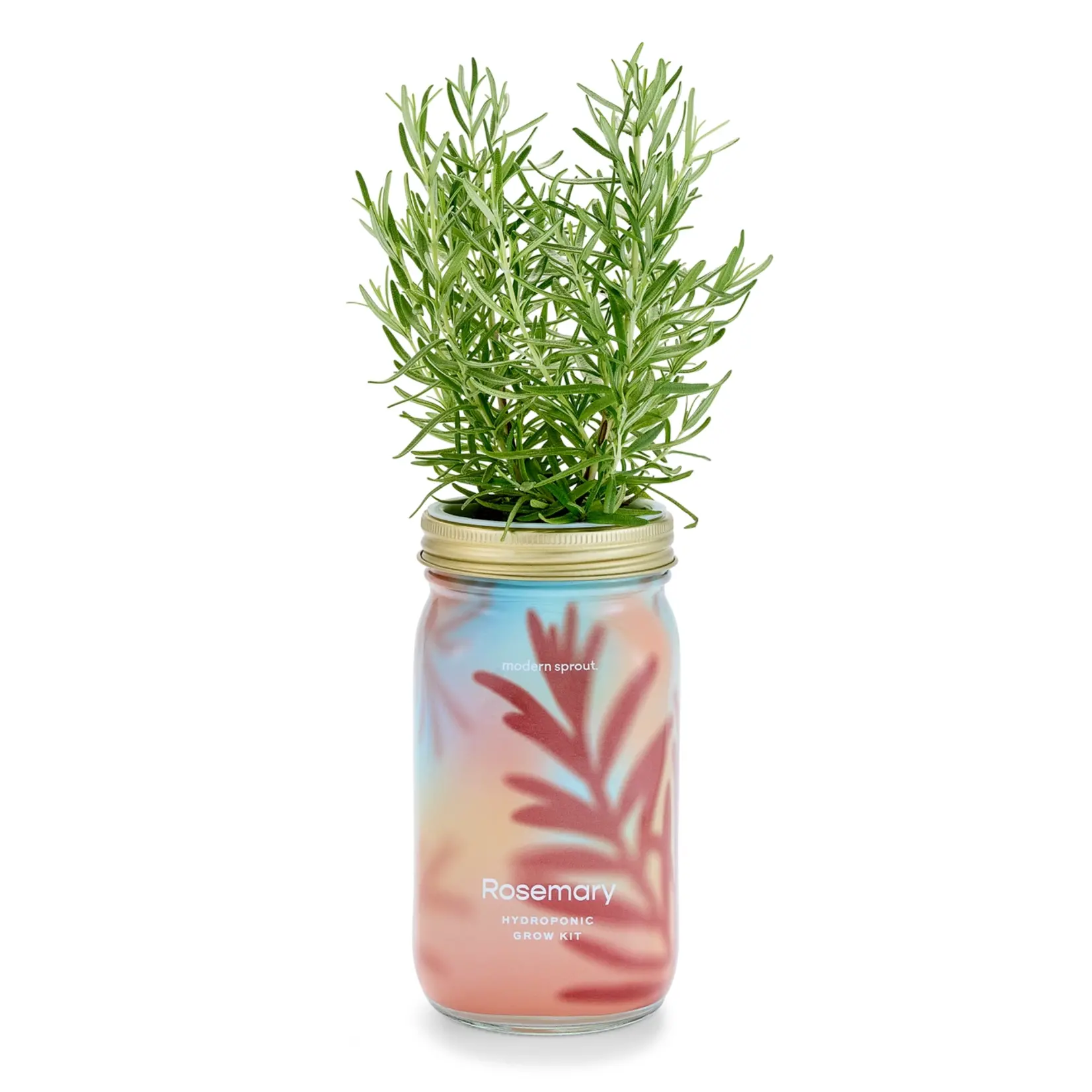 Modern Sprout Herb Garden Jar Rosemary