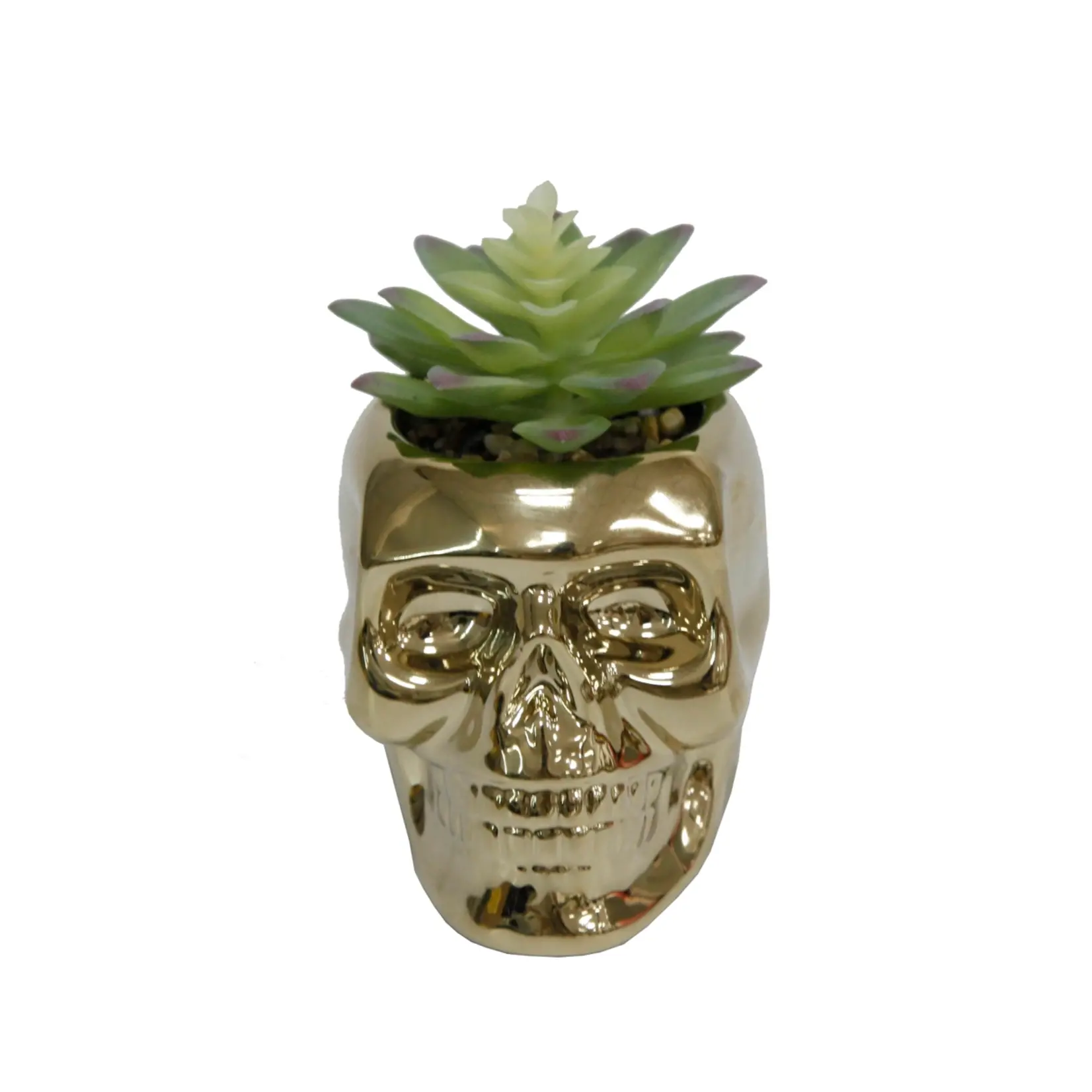 Flora Bunda Inc Metallic Skull Succulent