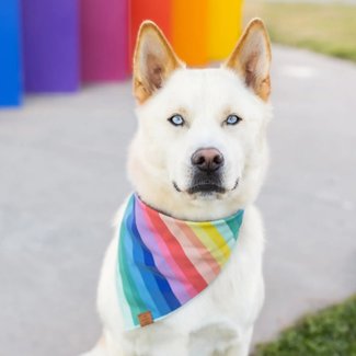 Over the rainbow Dog Bandana - Small