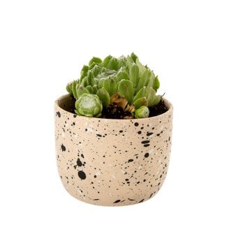 Speckle Pot Ecru