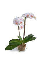 Phalaenopsis Orchid in Terra Cotta Pot - 21" H