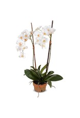 Phalaenopsis Orchid in Terra Cotta Pot - 34" H
