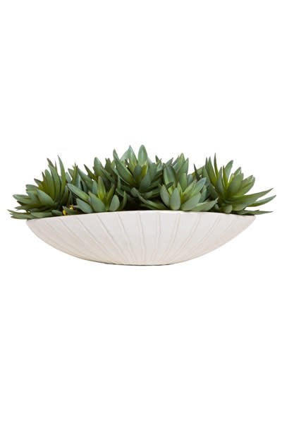 Succulent in White Oval Pot