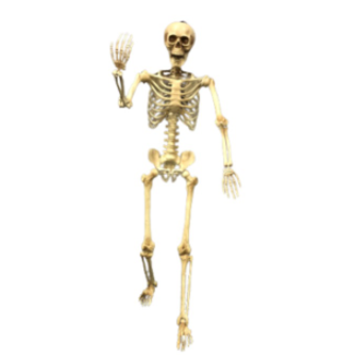 Skeleton 5 Foot Poseable