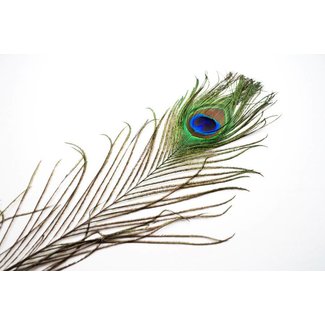 Peacock Feather by SA Feathers