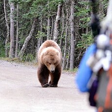 Rendezvous Adventure Outfitters Bear Awareness & Wildlife Safety