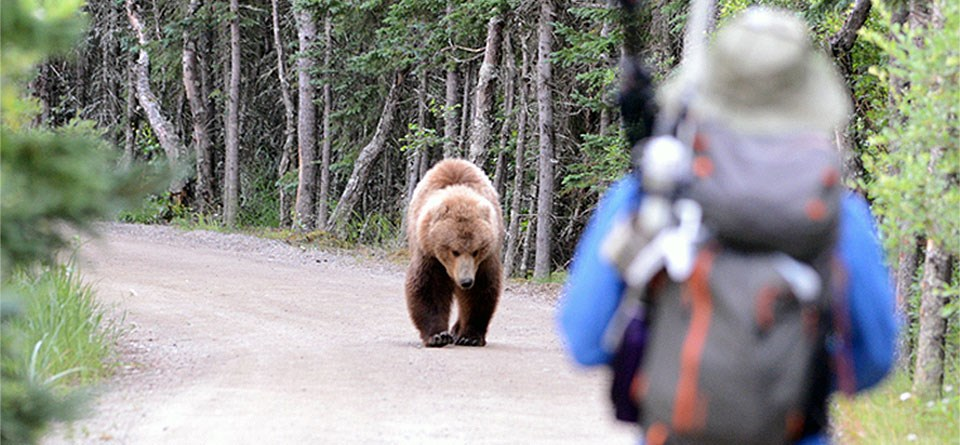 Bear Awareness & Wildlife Safety 101