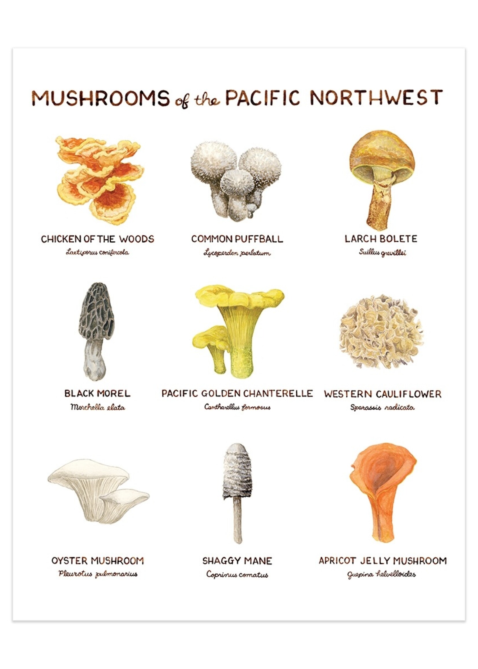 Yardia Mushrooms of the PNW Print