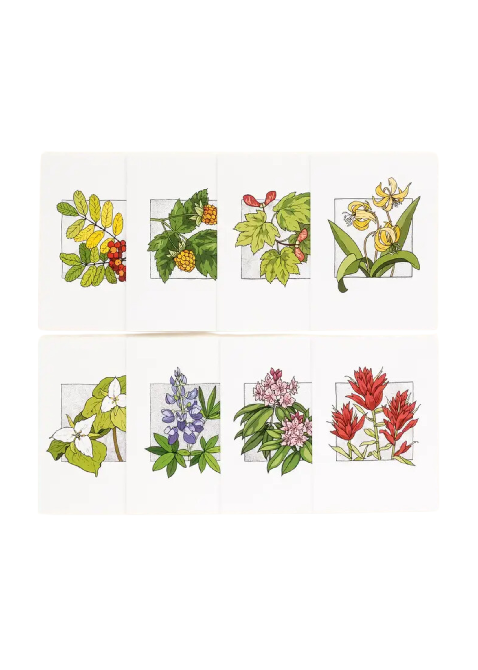 Lauren Nishizaki Designs PNW Native Plants Boxed Notes