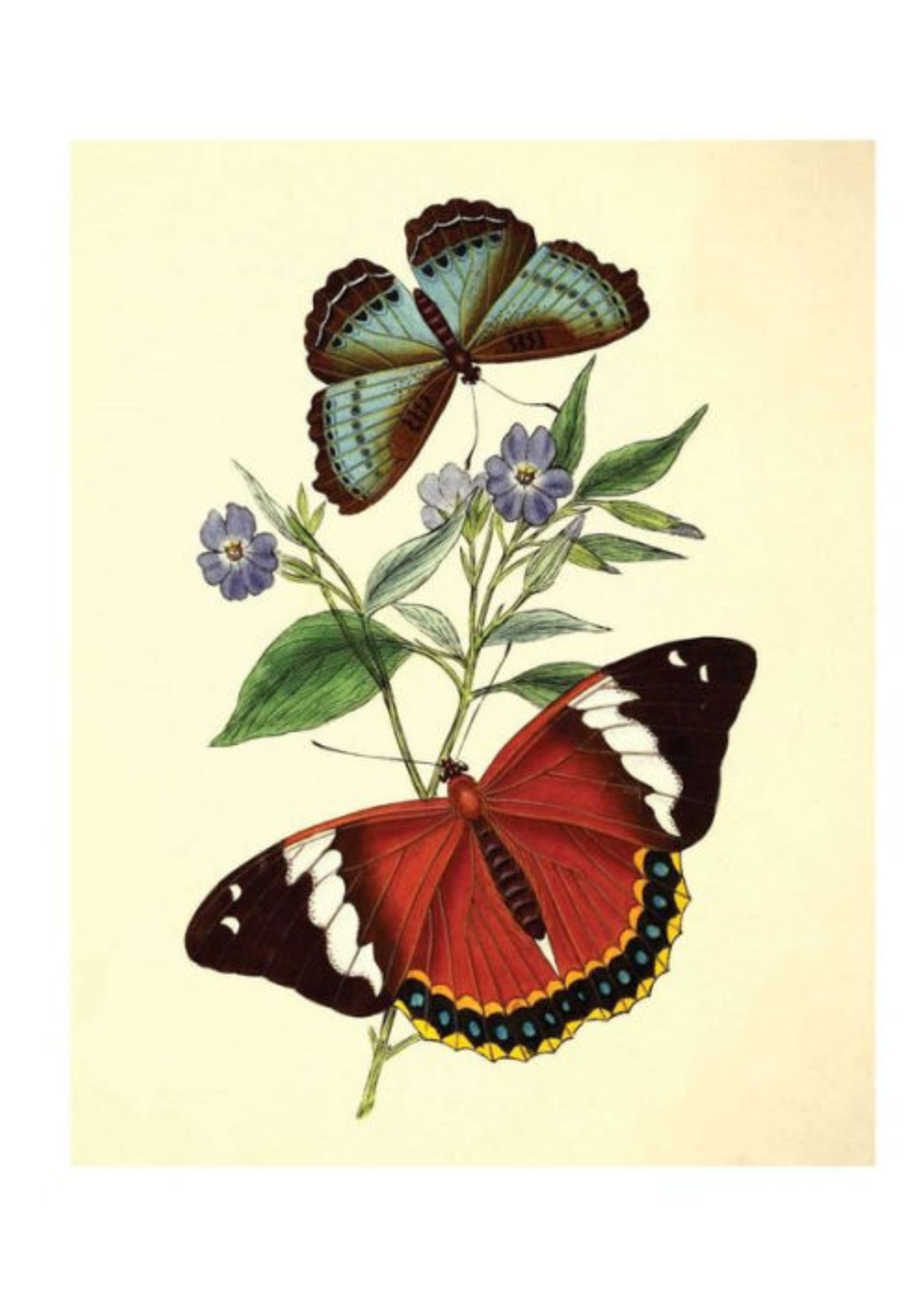 Simon & Schuster / Andrews McMeel Butterfly Botanical Instant Wall Art Book