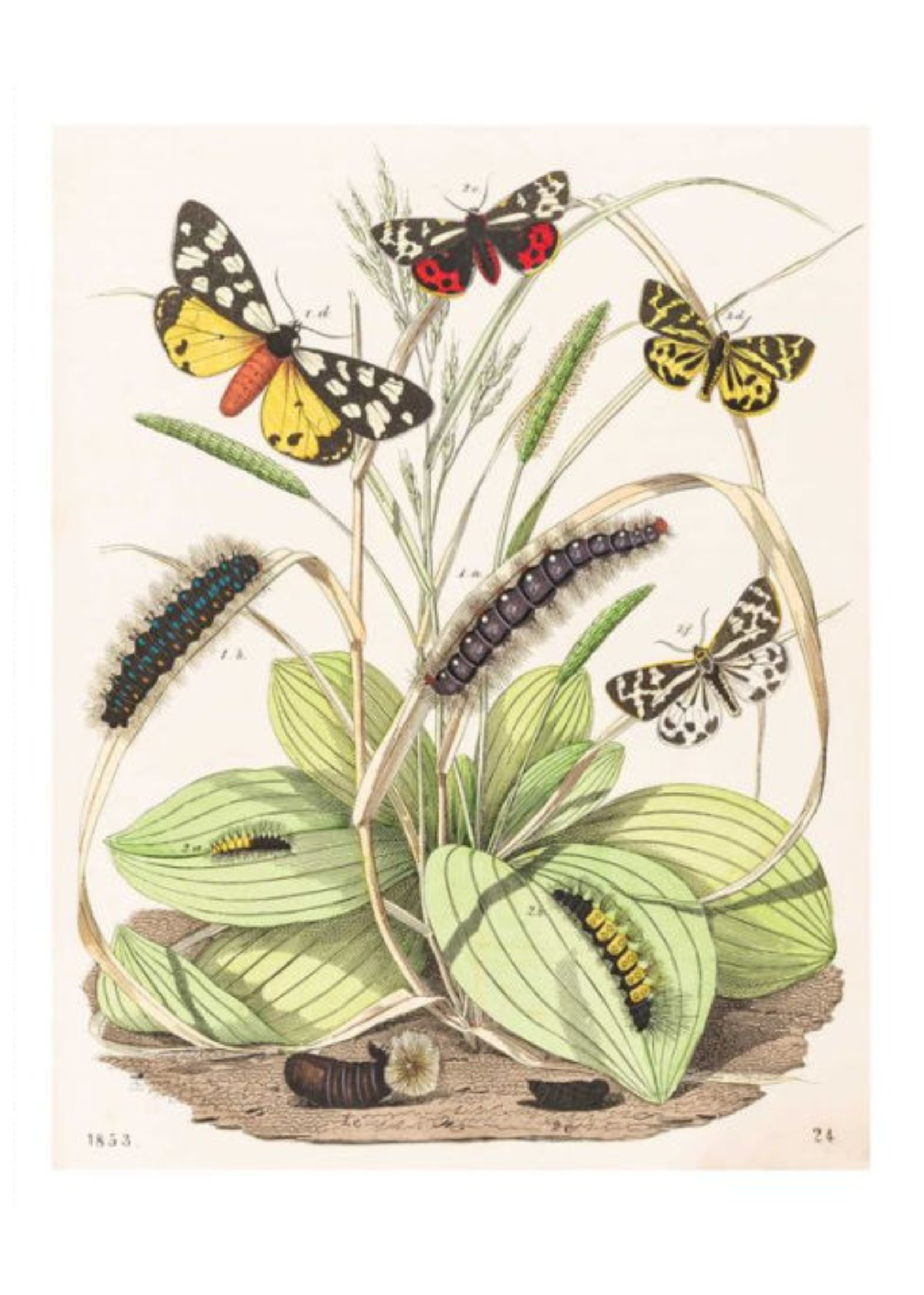 Simon & Schuster / Andrews McMeel Butterfly Botanical Instant Wall Art Book