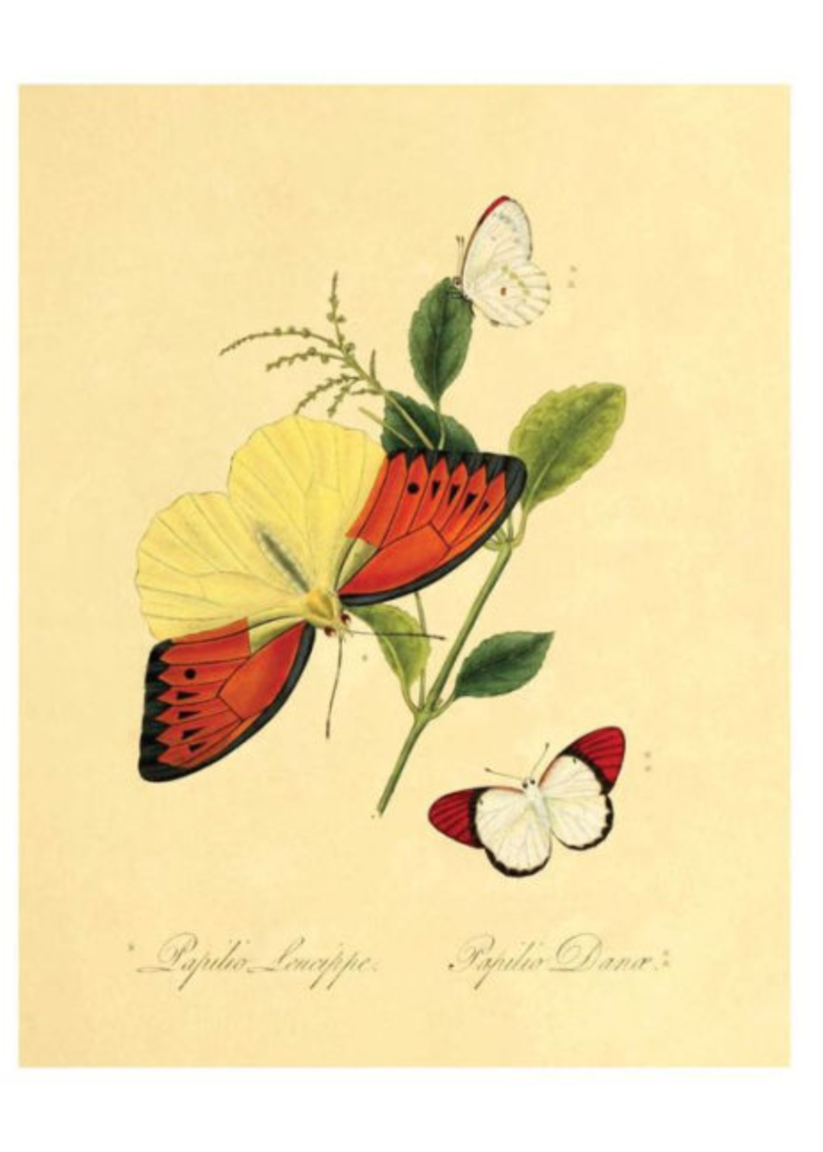Simon & Schuster / Andrews McMeel Butterfly Botanical Instant Wall Art Book