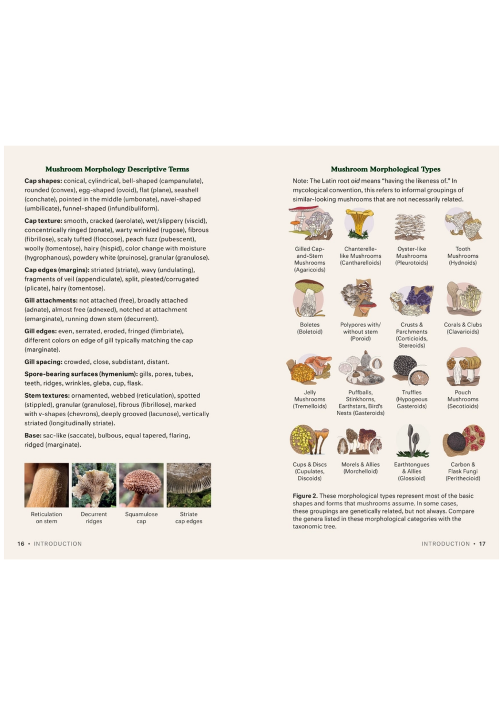 Penguin Random House Dr. Fun Guy's Mushroom Journal