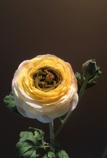 Ranunculus Stem - Yellow - 27"