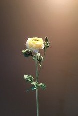 Ranunculus Stem - Yellow - 27"