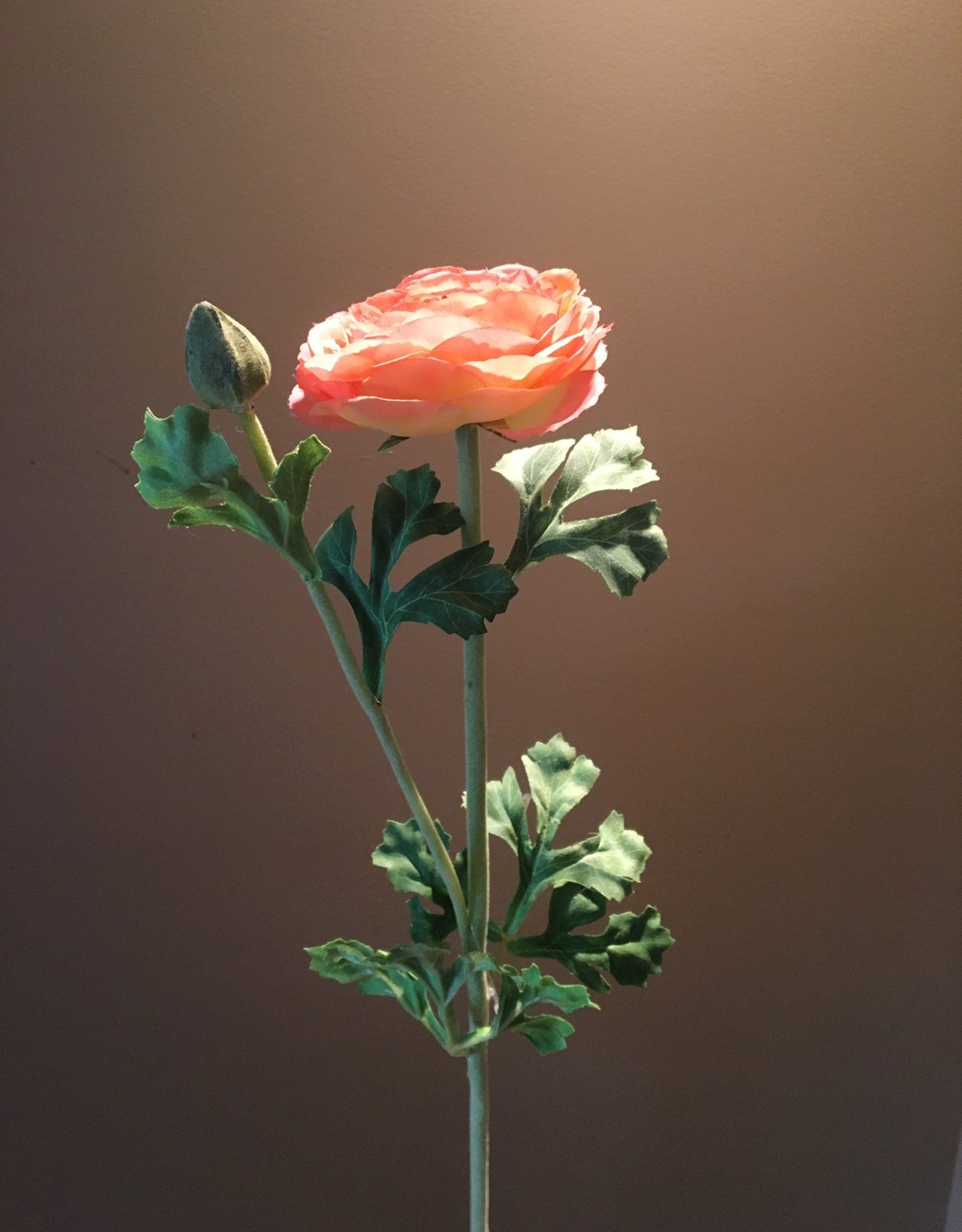 Ranunculus Stem - Tangerine - 27"