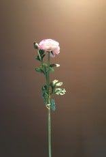 Ranunculus Stem - Pink - 27"