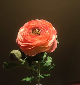 Ranunculus Stem - Tangerine - 27"