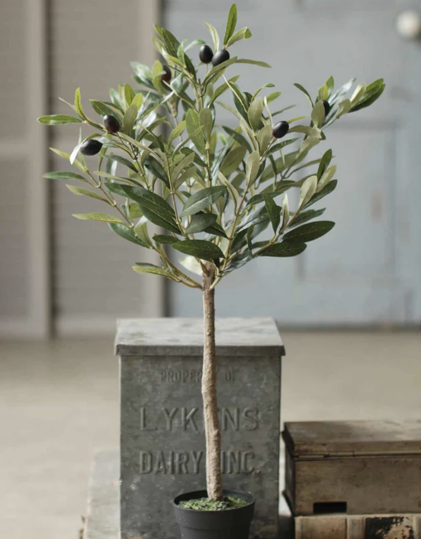 26" Potted Olive Tree