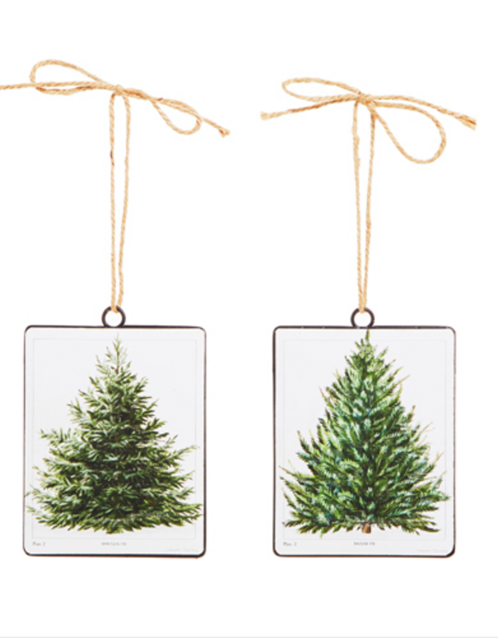 Balsam Fir Tree  Ornament 5.5"