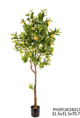Porch View Home Potted Meyer Lemon Tree 70 In (5'8")