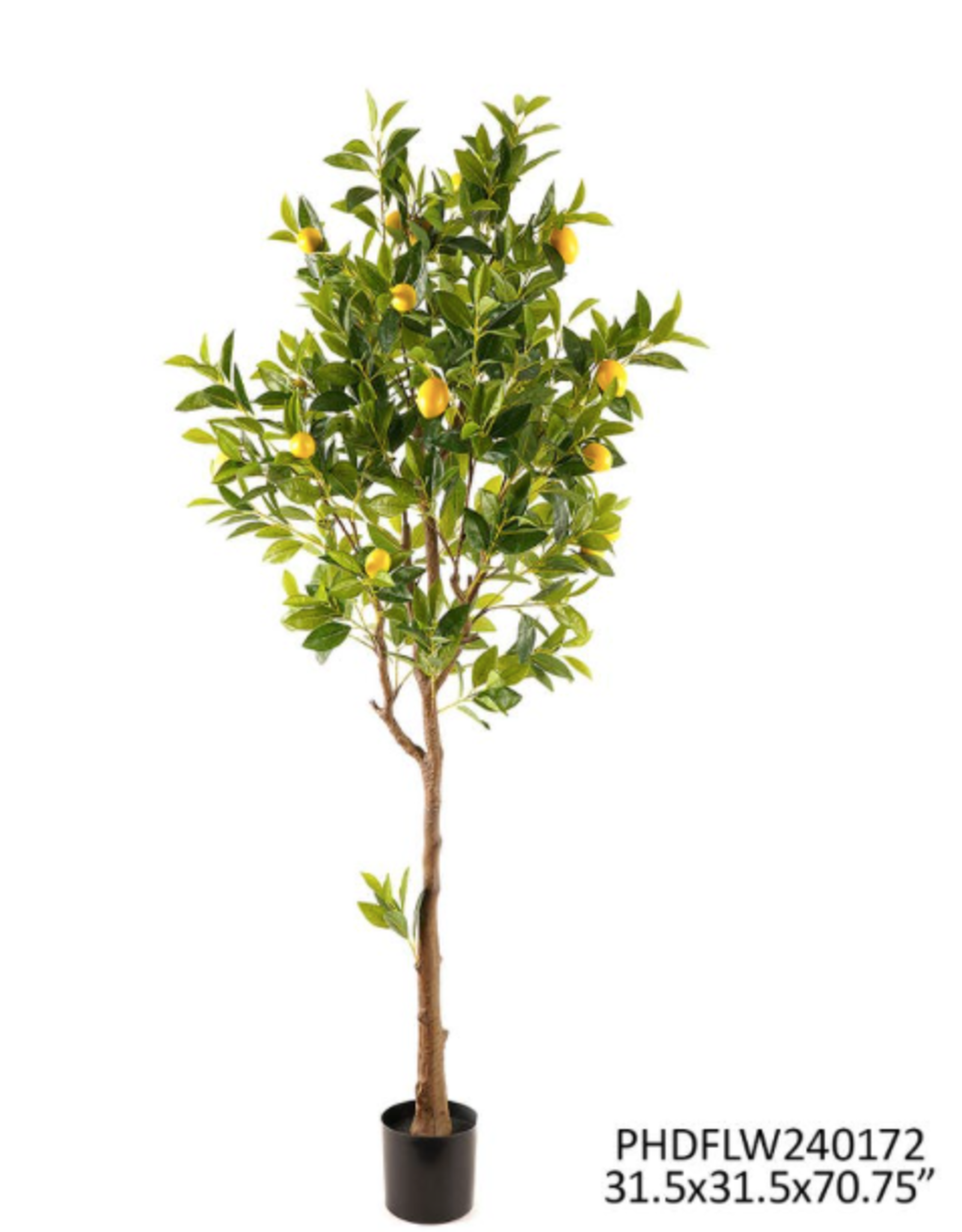 Porch View Home Potted Meyer Lemon Tree 70 In (5'8")