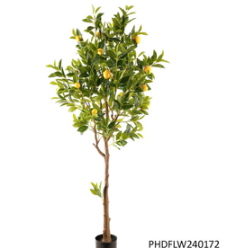 Porch View Home Potted Meyer Lemon Tree 70 In (5'8")
