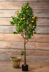 Porch View Home Potted Meyer Lemon Tree 70 In (5'8")