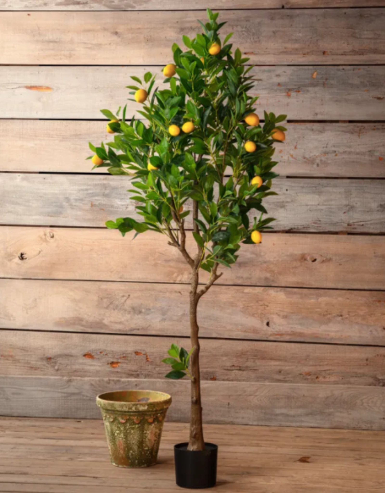 Porch View Home Potted Meyer Lemon Tree 70 In (5'8")