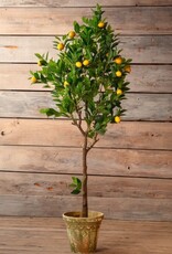 Porch View Home Potted Meyer Lemon Tree 70 In (5'10")