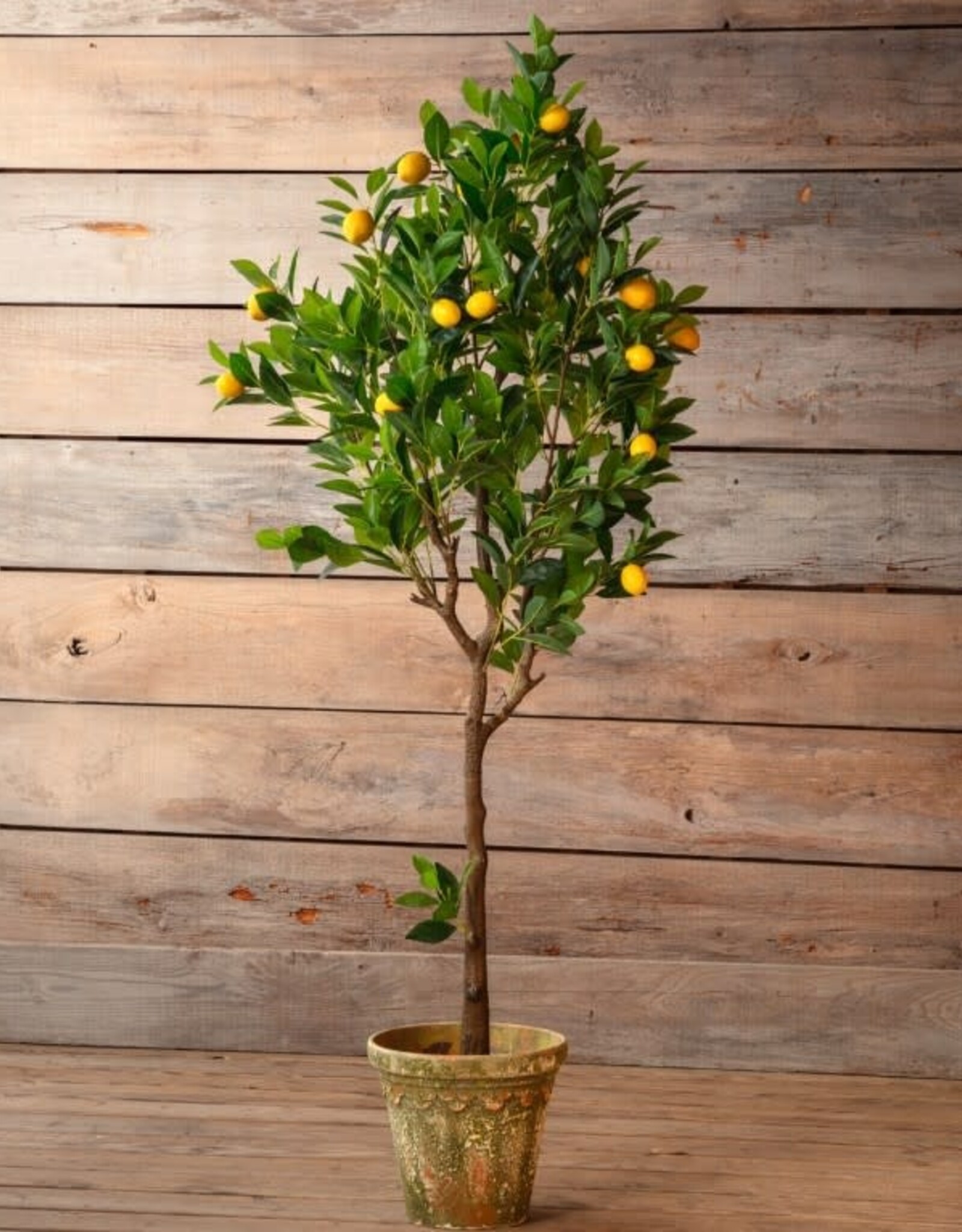 Porch View Home Potted Meyer Lemon Tree 70 In (5'10")