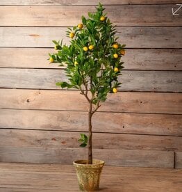 Porch View Home Potted Meyer Lemon Tree 70 In (5'10")