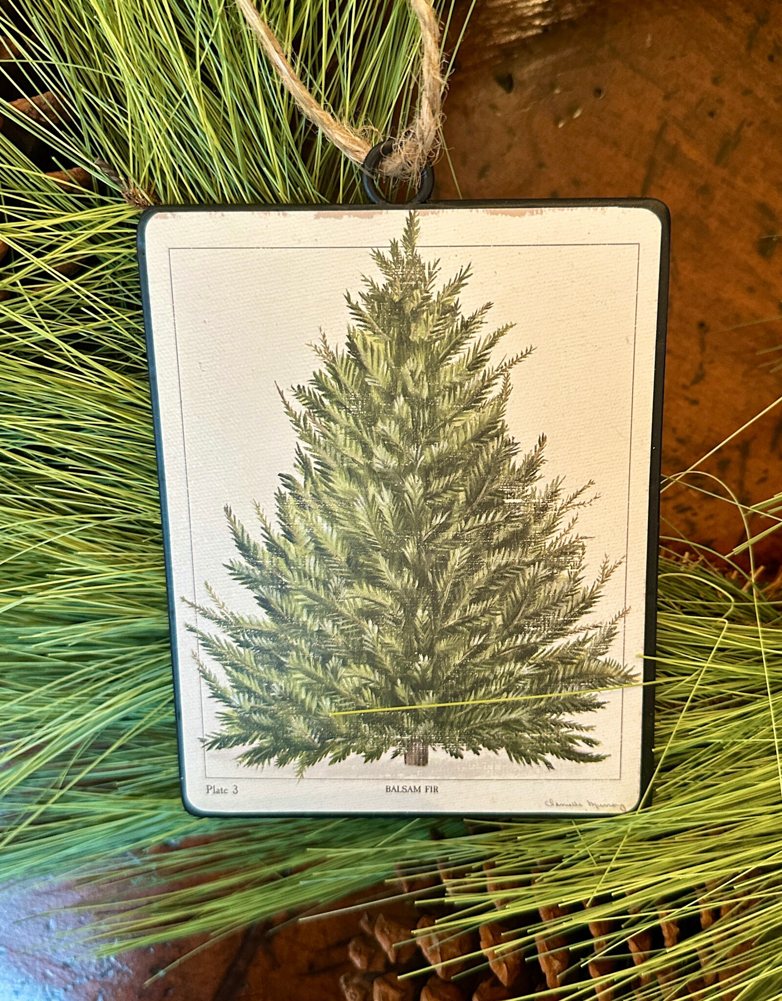 Balsam Fir Tree  Ornament 5.5"