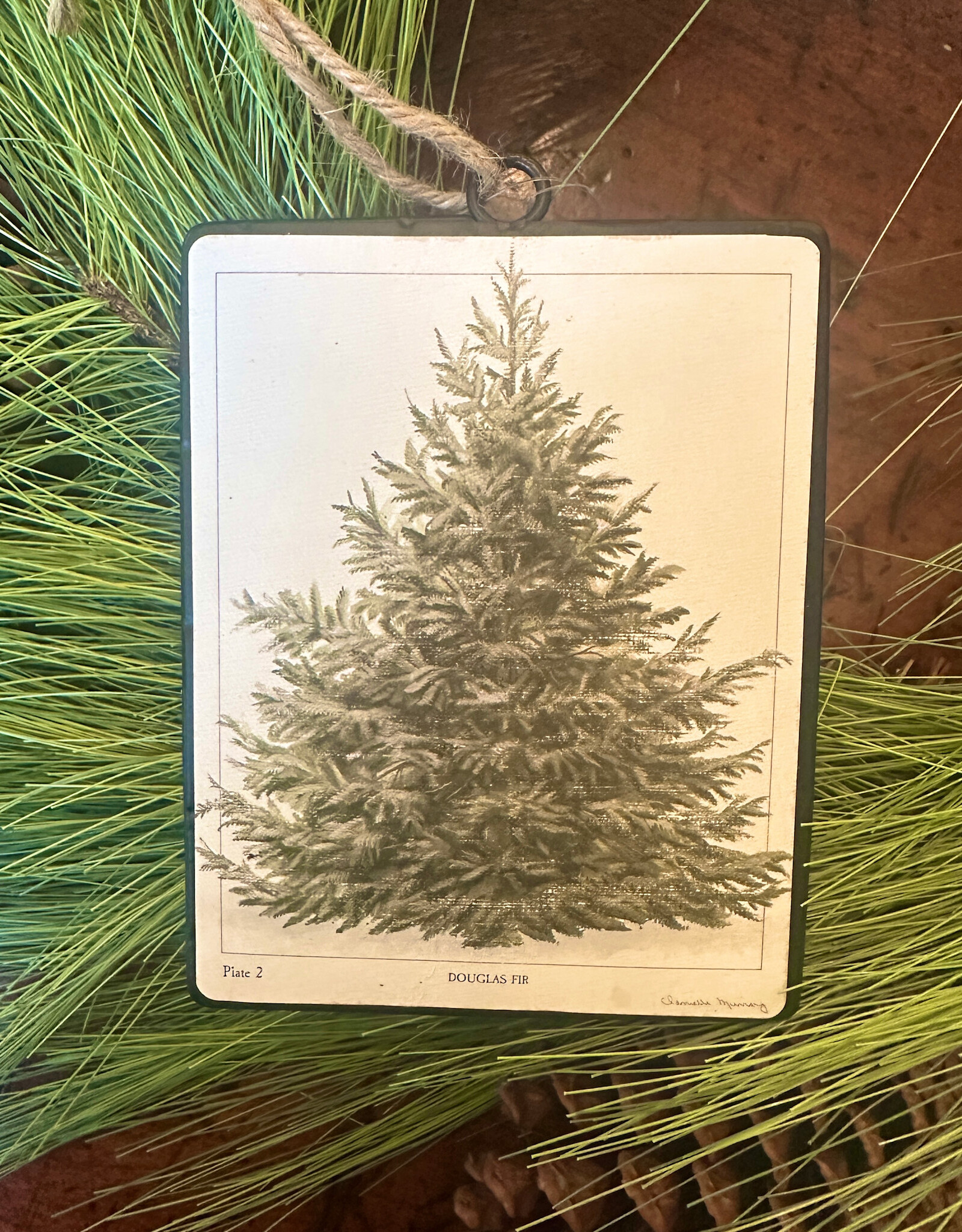 Douglas Fir Tree  Ornament 5.5"