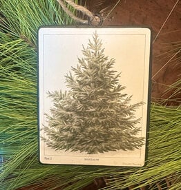 Douglas Fir Tree  Ornament 5.5"