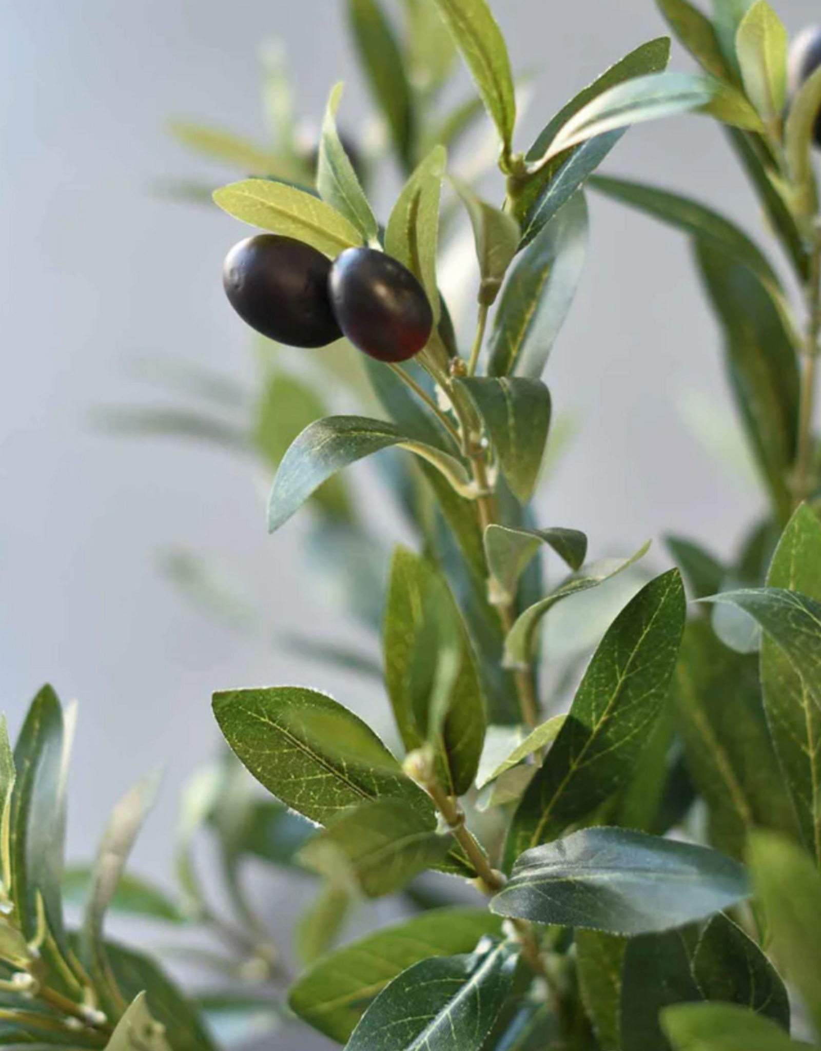 5 ft. Potted Olive Tree